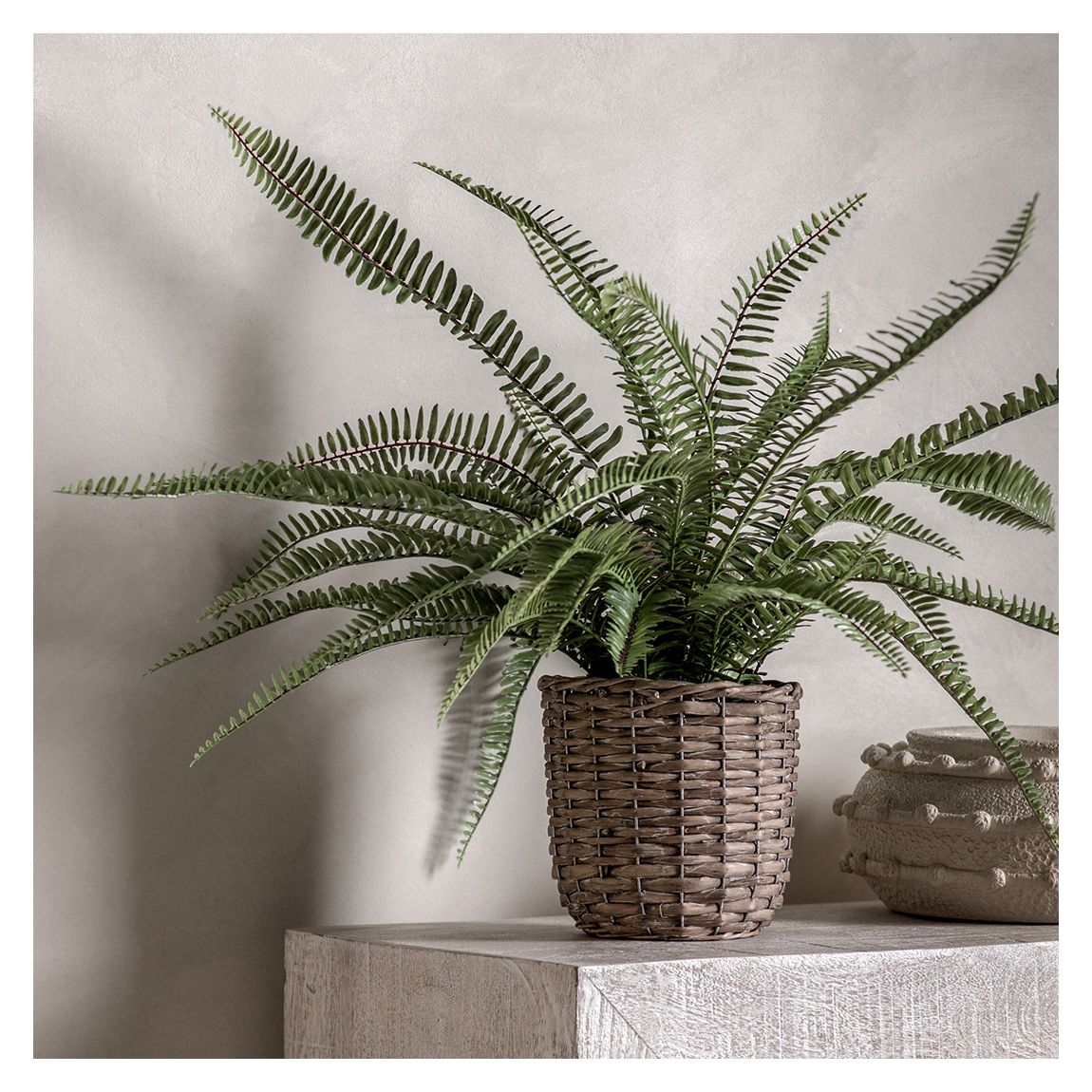 Potted Fern Plant 810mm main product photo