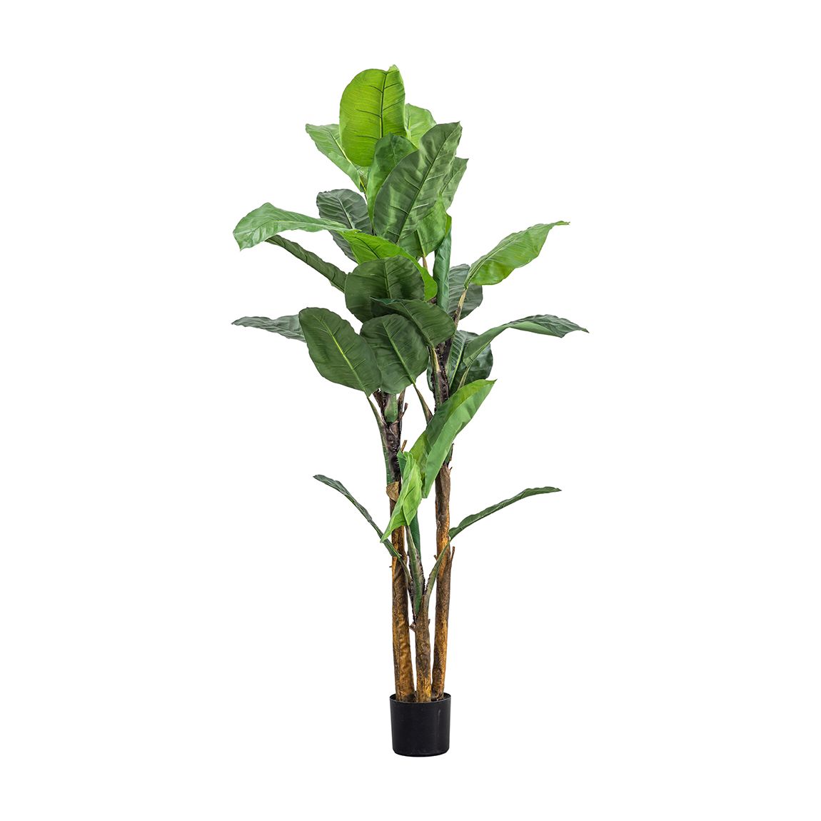 Banana Palm H2030mm main product photo