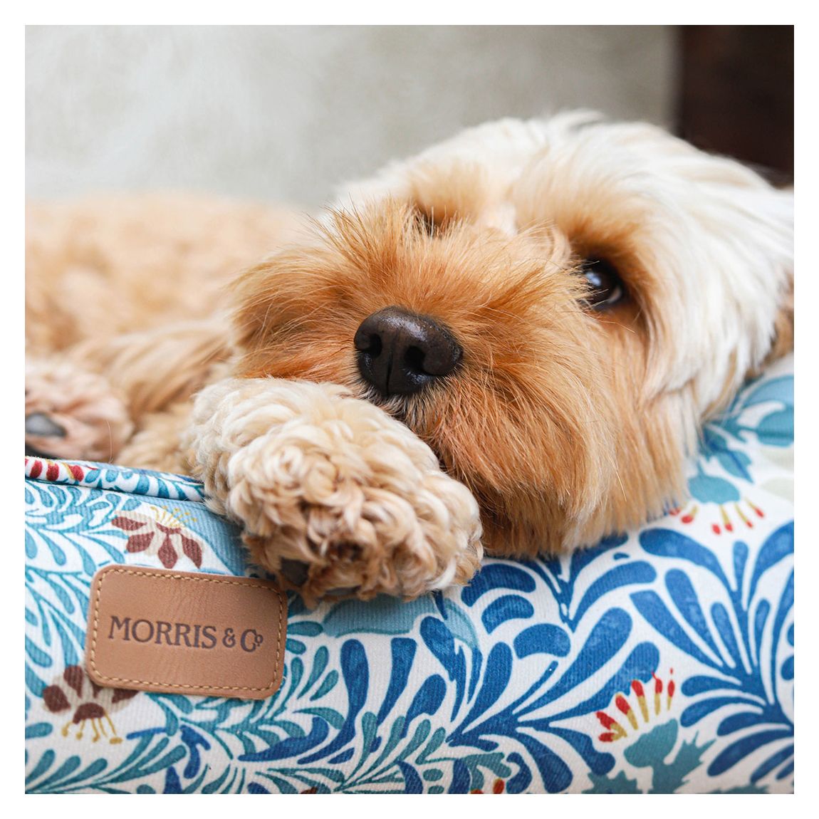 Morris & Co. Bower Pet Box Bed, Size Large, 80cm x 62cm x 27cm main product photo