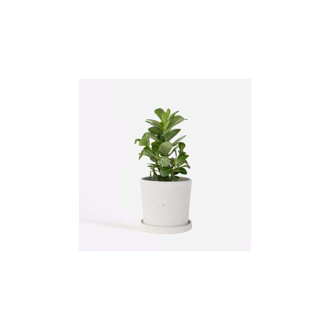 Desert rose - Adenium obesum - Height 25-40cm - ⌀10,5cm main product photo