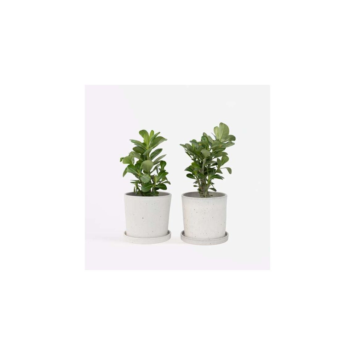 Desert rose - 2 pcs. - Adenium obesum - Height 25-40cm - ⌀10,5cm main product photo