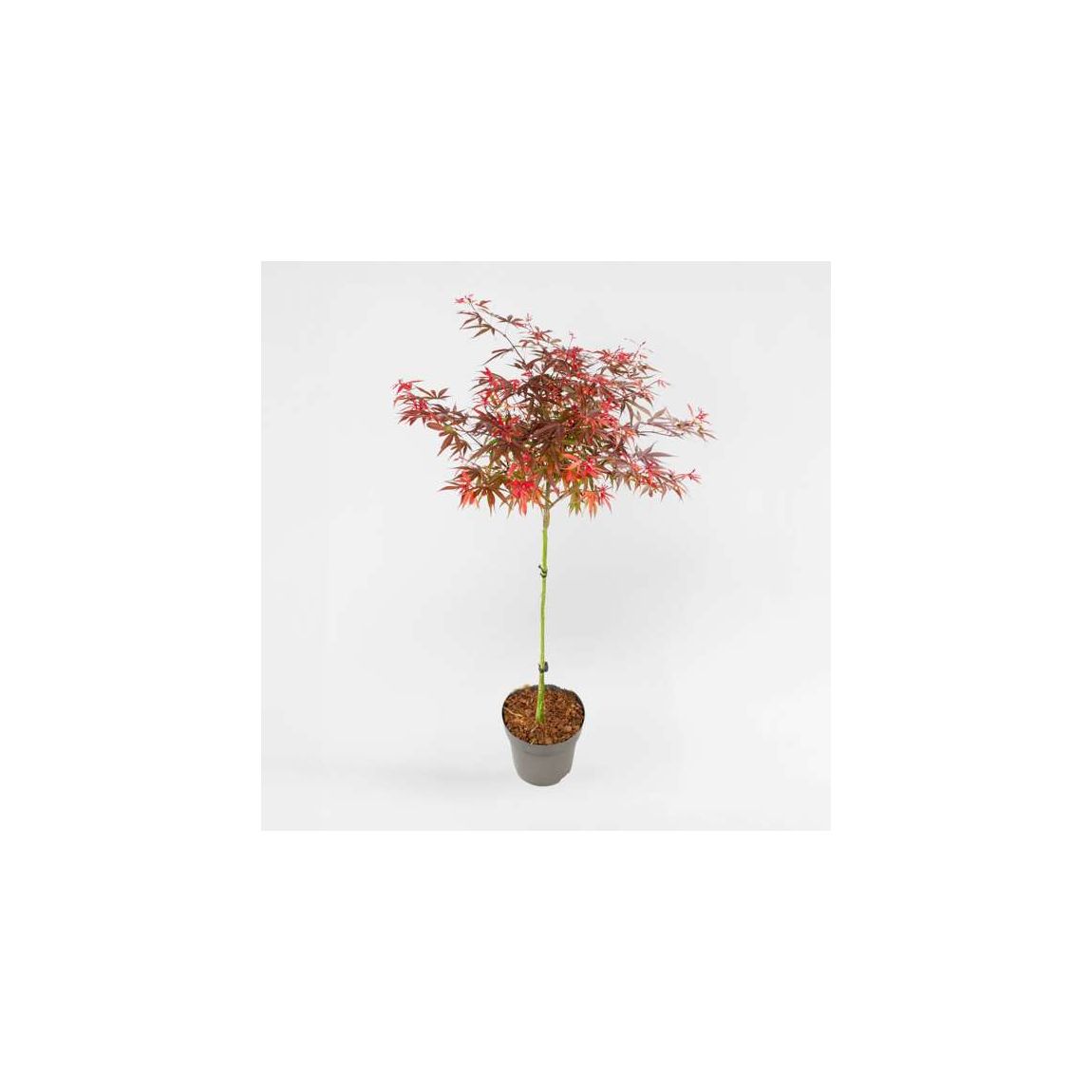 Japanese maple - Acer palmatum 'Shaina' - Height 80-90cm - ⌀19cm main product photo