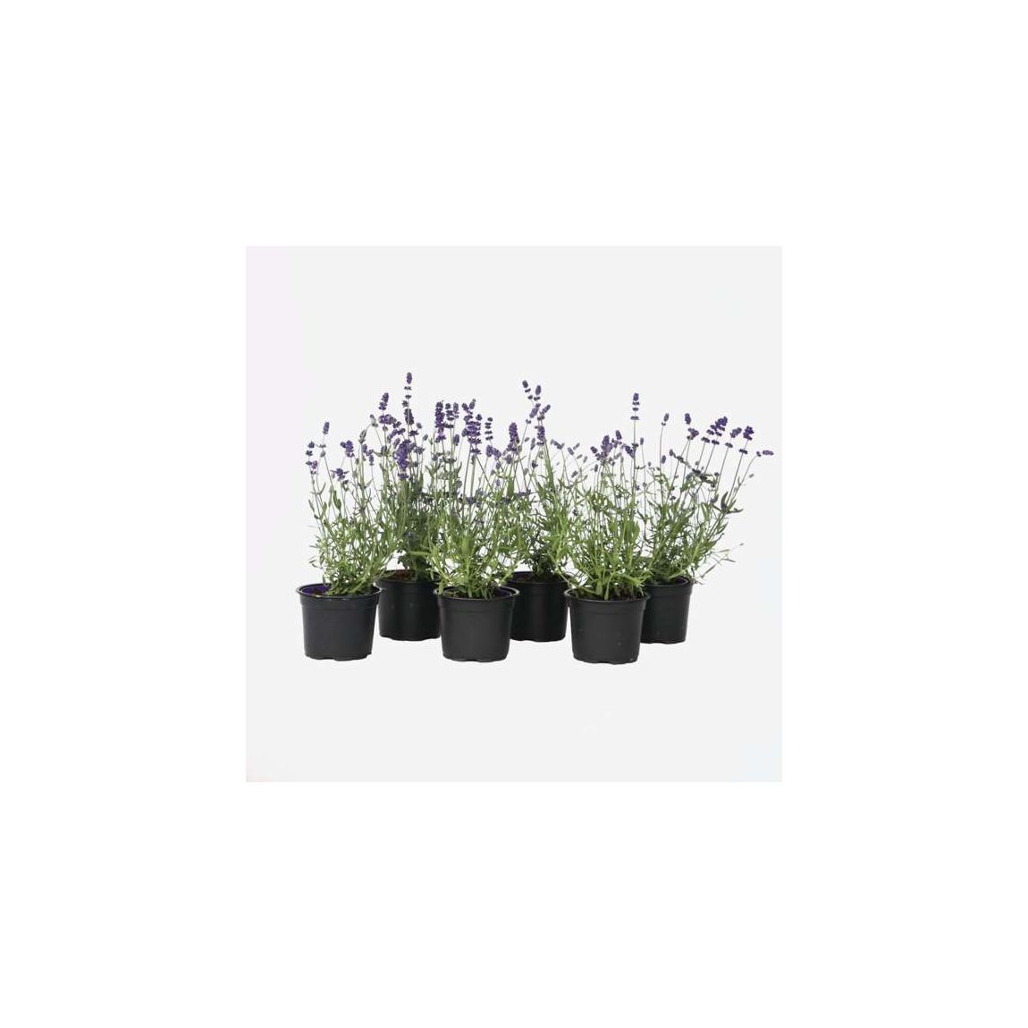 Lavender - 6 pcs. - Lavandula angustifolia - Height 10-15cm - ⌀10,5cm main product photo