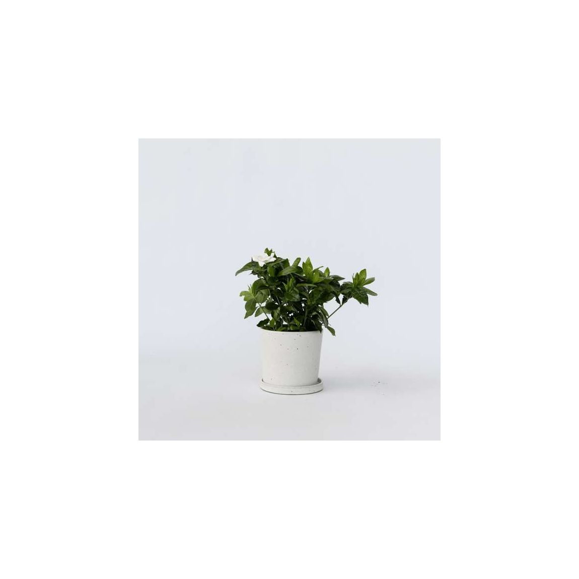 Cape Jasmine - Gardenia jasminoides - Height 20-30cm - ⌀13cm main product photo