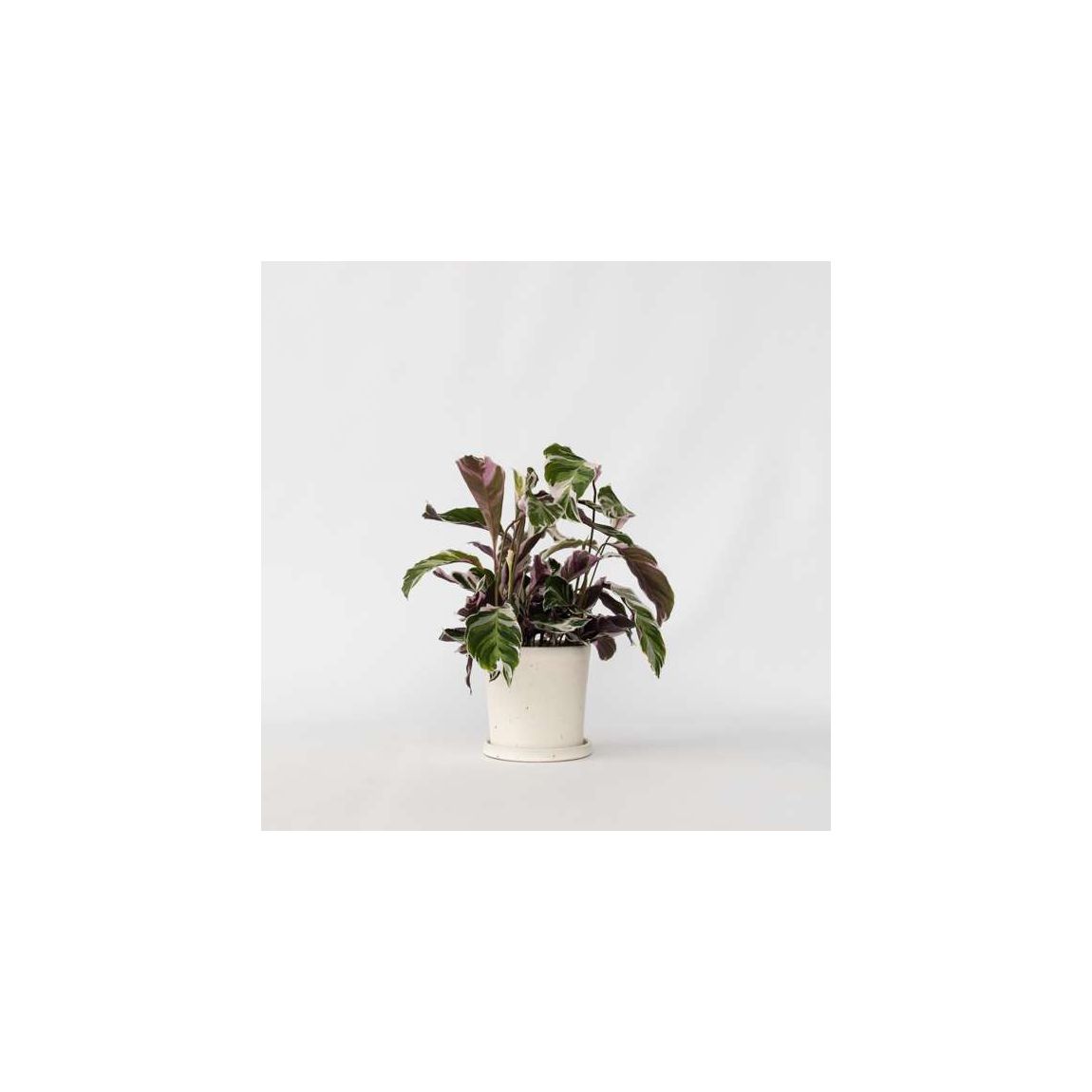 Prayer Plant - Calathea Lietzei 'White Fusion' - H30-40cm main product photo