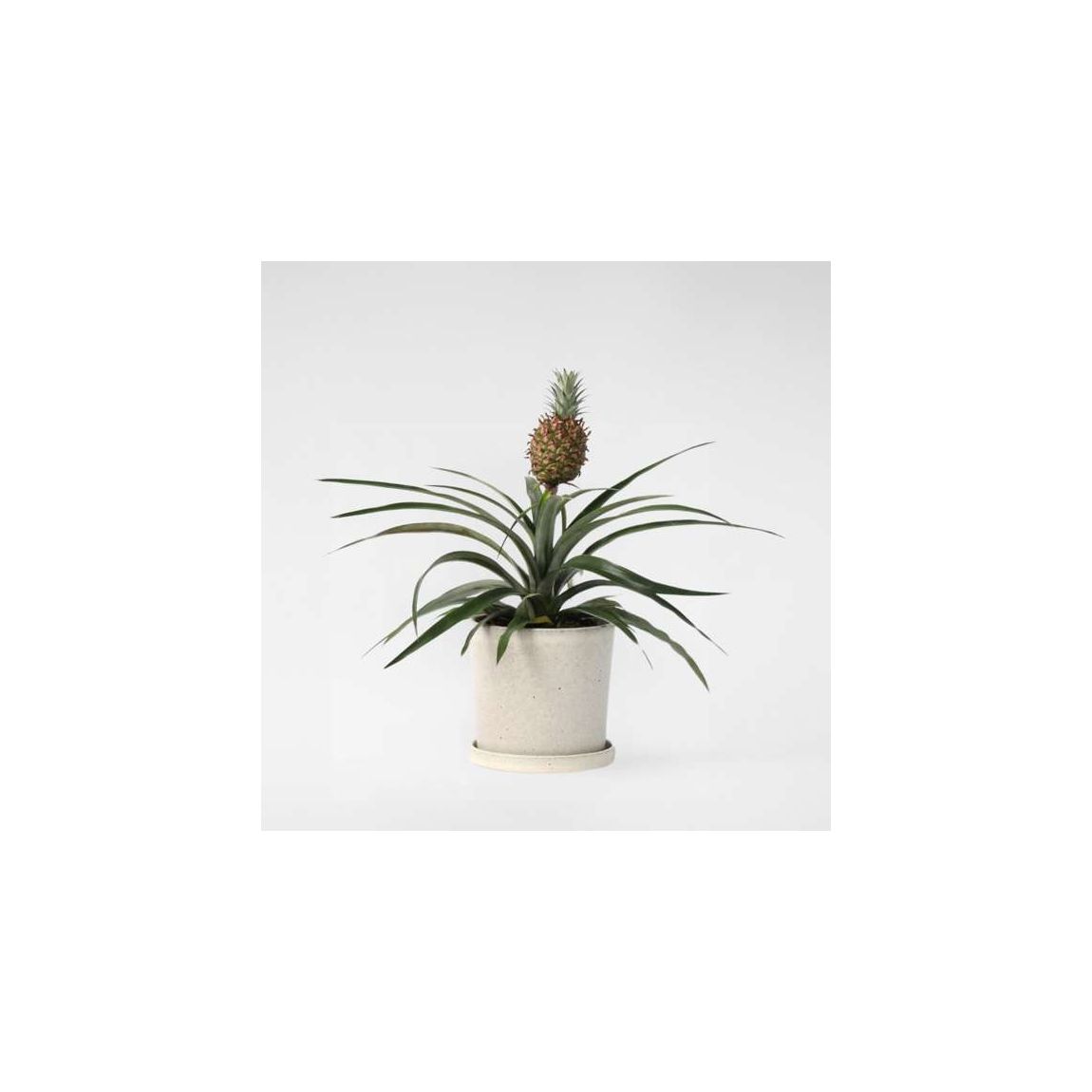 Miniature Pineapple plant - Ananas comosus 'Mi Amigo' - Height 35-45cm - ⌀12cm main product photo