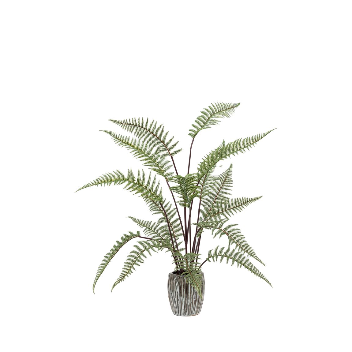 Tall Fern in Textured Grey Ceramic Pot main product photo