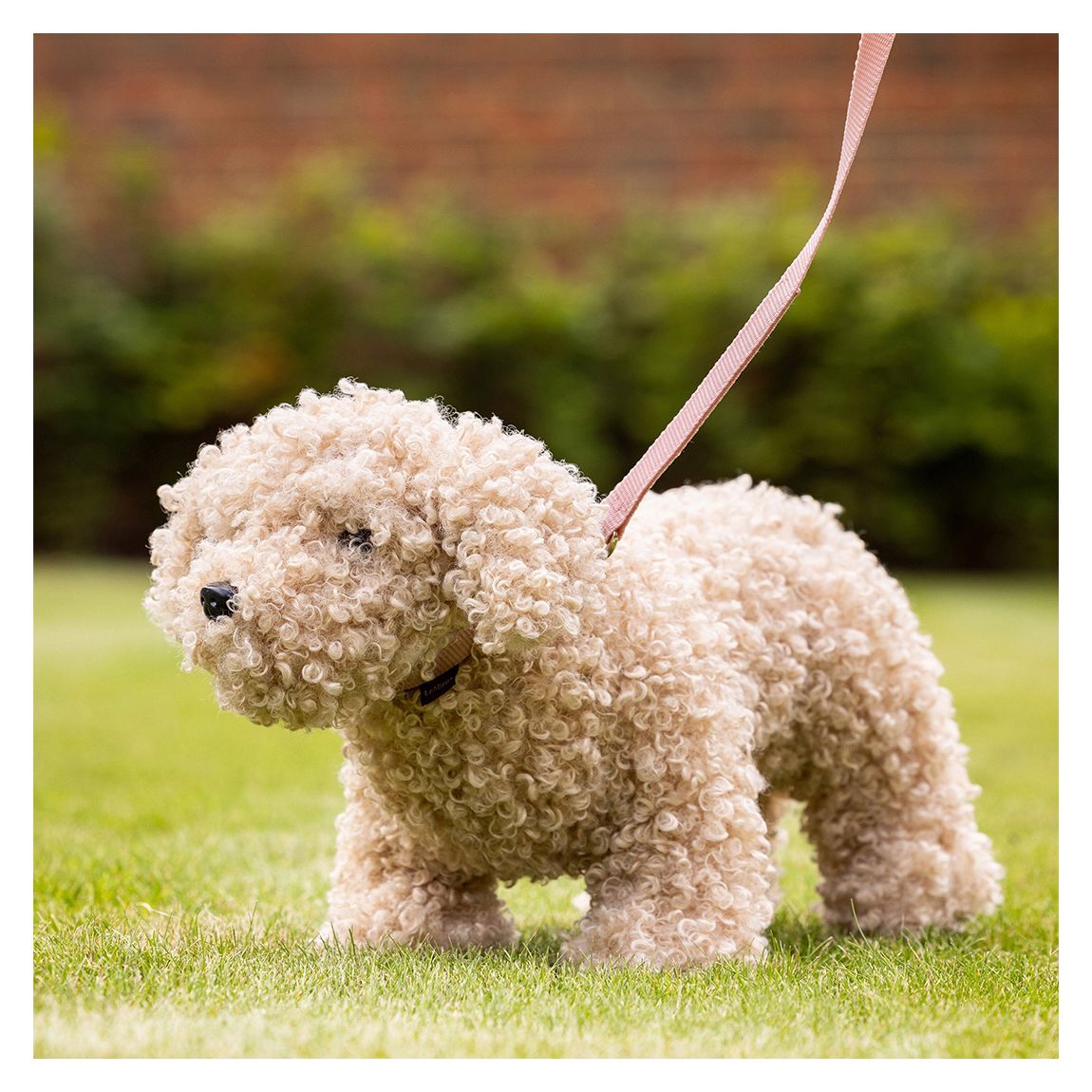 Toy Puppy Chester One Size main product photo