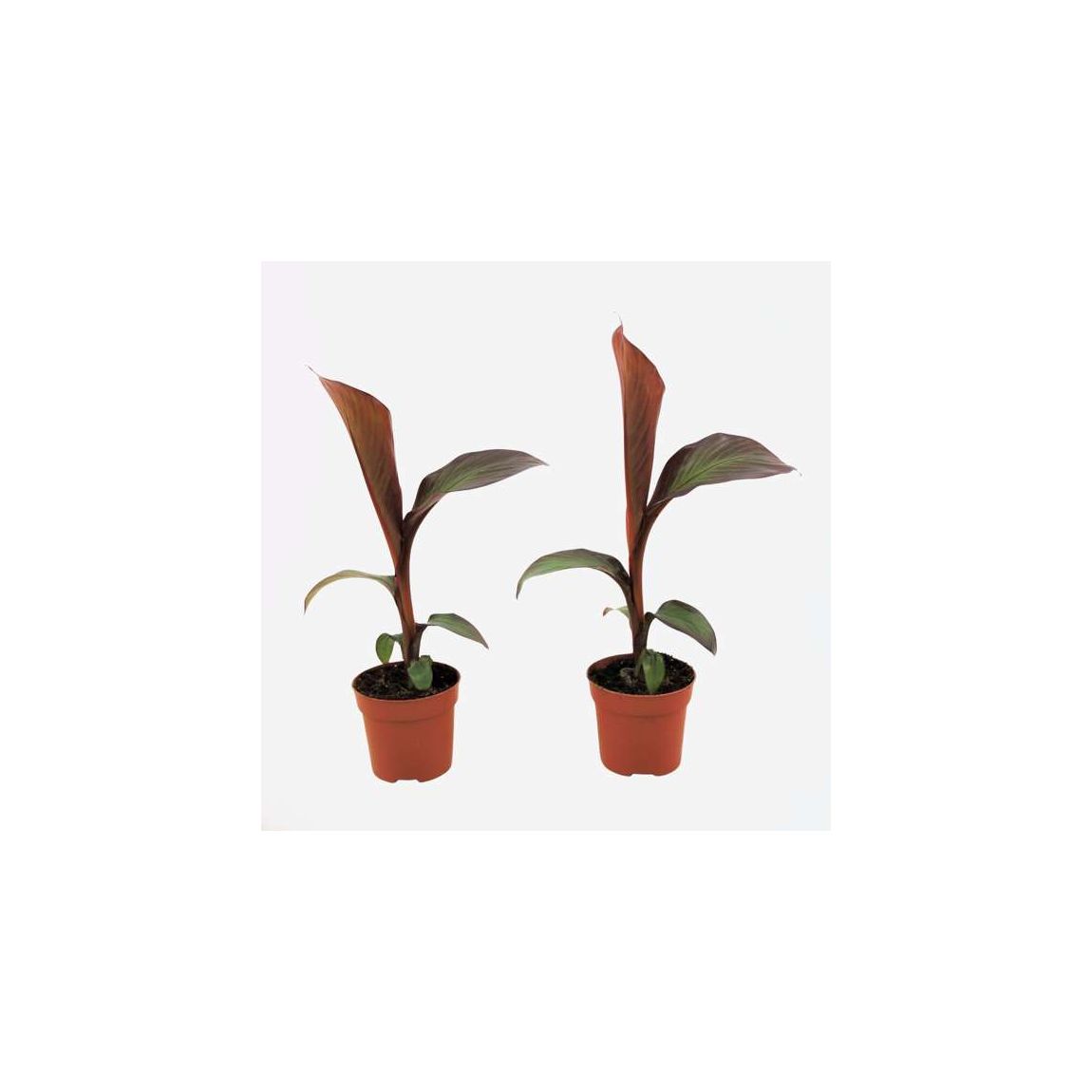Abyssinian Banana - 2 pcs. - Ensete ventricosum 'Maurelli' - H20-30cm - ⌀9cm main product photo