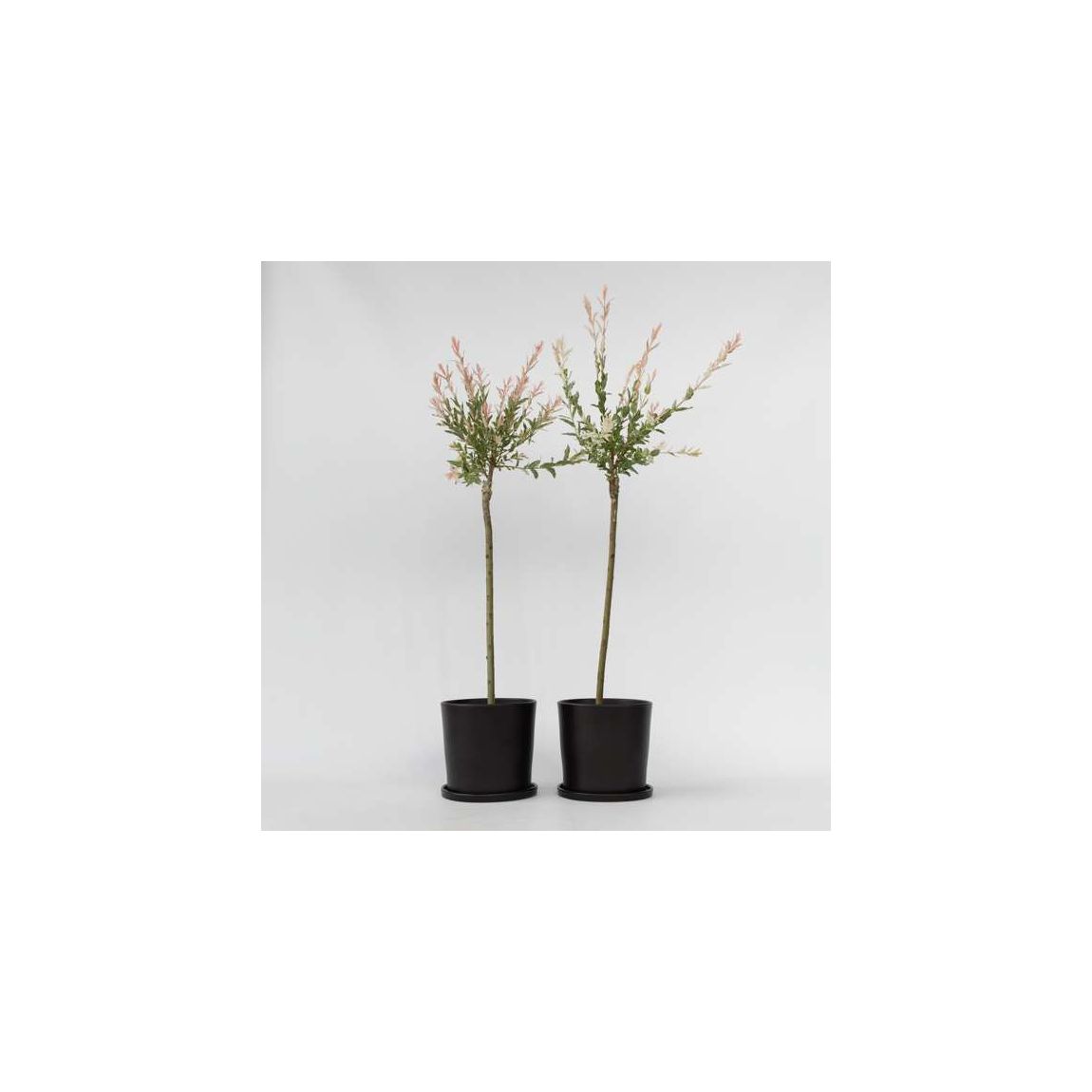Flamingo Willow - 2 pcs. - Salix integra 'Flamingo' - Height 90-110cm - ⌀19cm main product photo