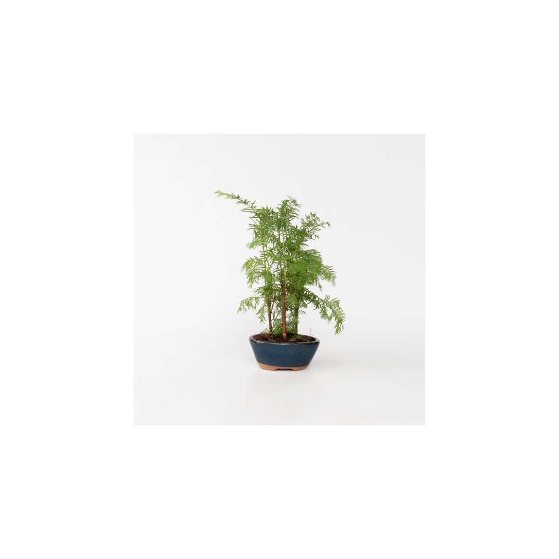 Dawn Redwood Forest Bonsai - Bonsai 'Metasequoia Forest' - H20-30cm - ⌀15cm main product photo