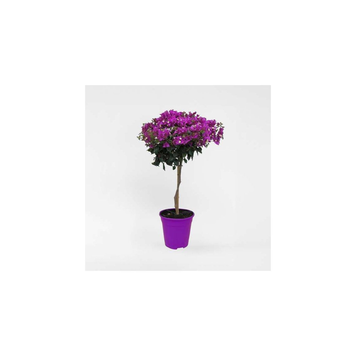 Paper Flower - Bougainvillea 'Alexandra' - Height 50-60cm - ⌀17cm main product photo