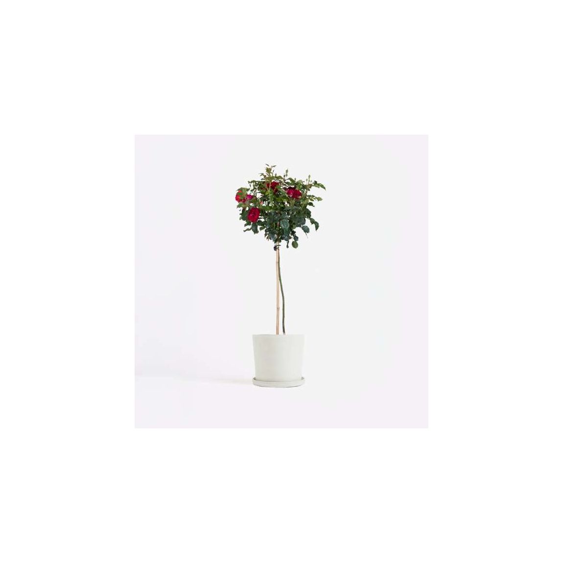 Palace Rose - Rosa palace ‘Pride' - Height 80-100cm - ⌀19cm main product photo