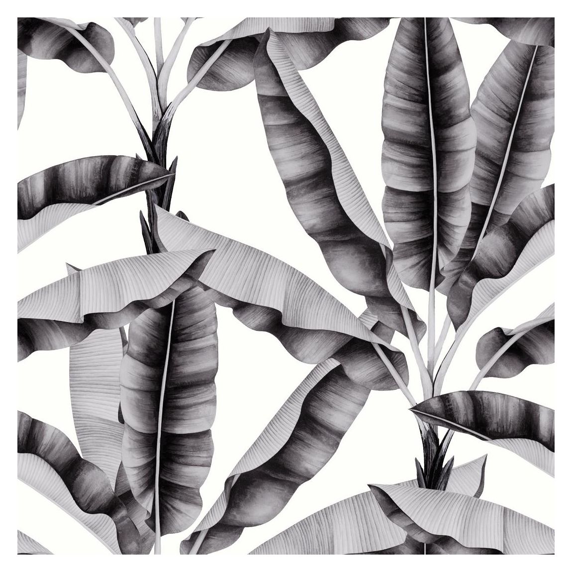 Musa Mono Wallpaper main product photo