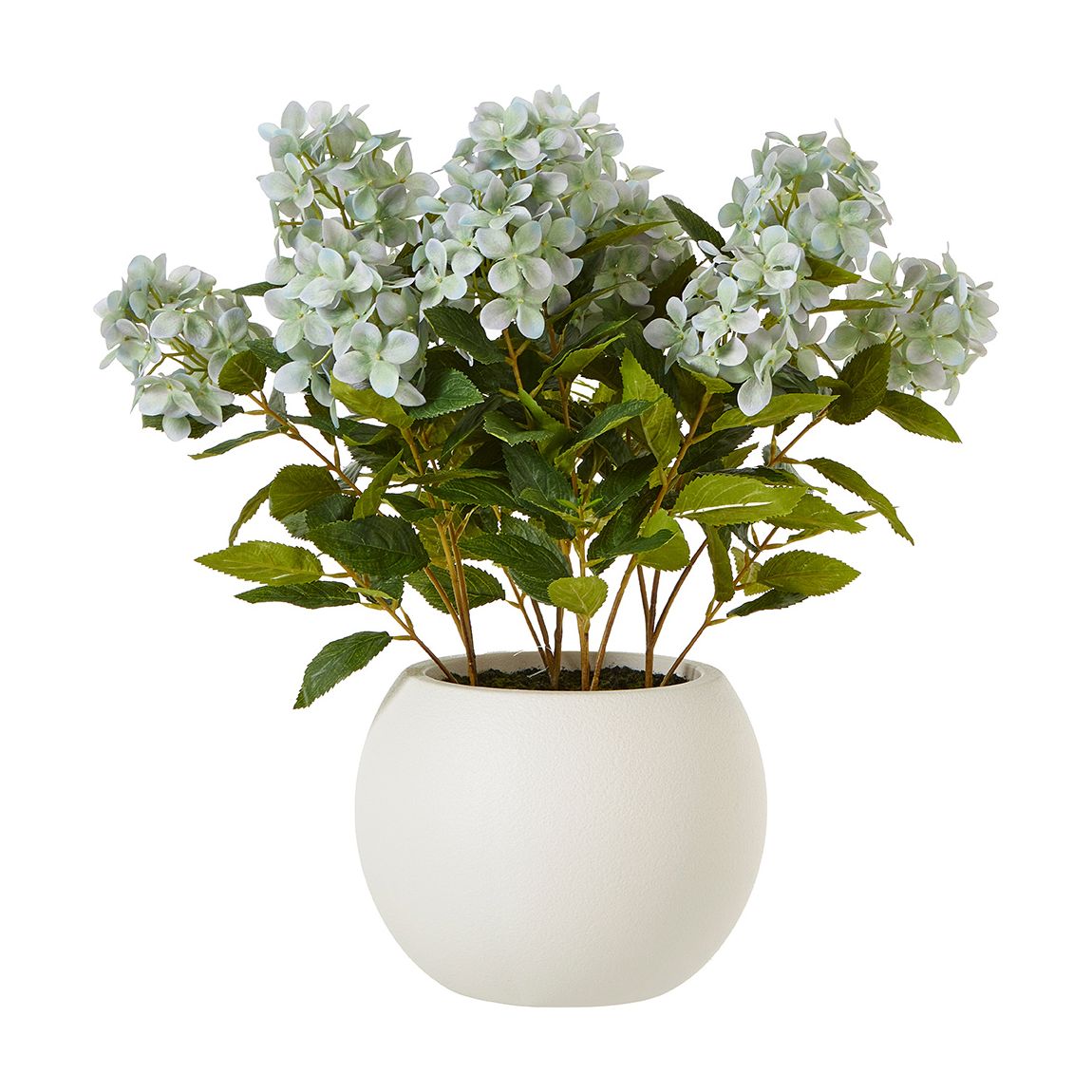 Medium Green Hydrangea Plant In Pot main product photo