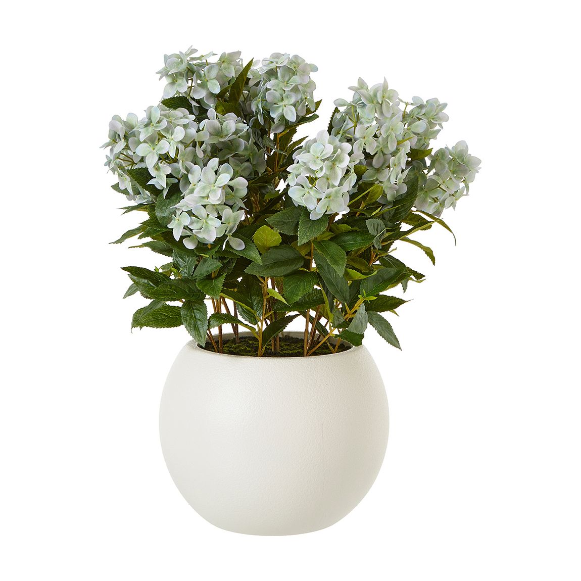 Large Green Hydrangea Plant In Pot main product photo