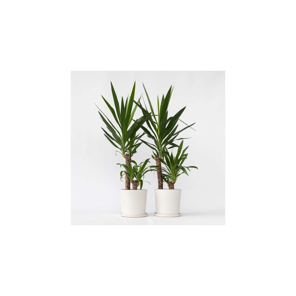 Common Yucca - 2 pcs. - Yucca elephantipes - Height 70-80cm - ⌀21cm main product photo