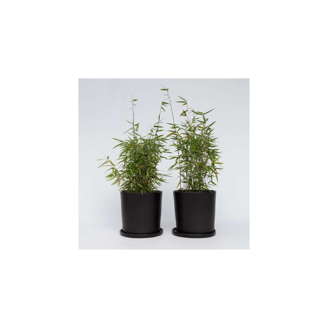 Chinese fountain bamboo - 6 pcs. - Fargesia 'Red Dragon' - H60-80cm - ⌀17cm main product photo