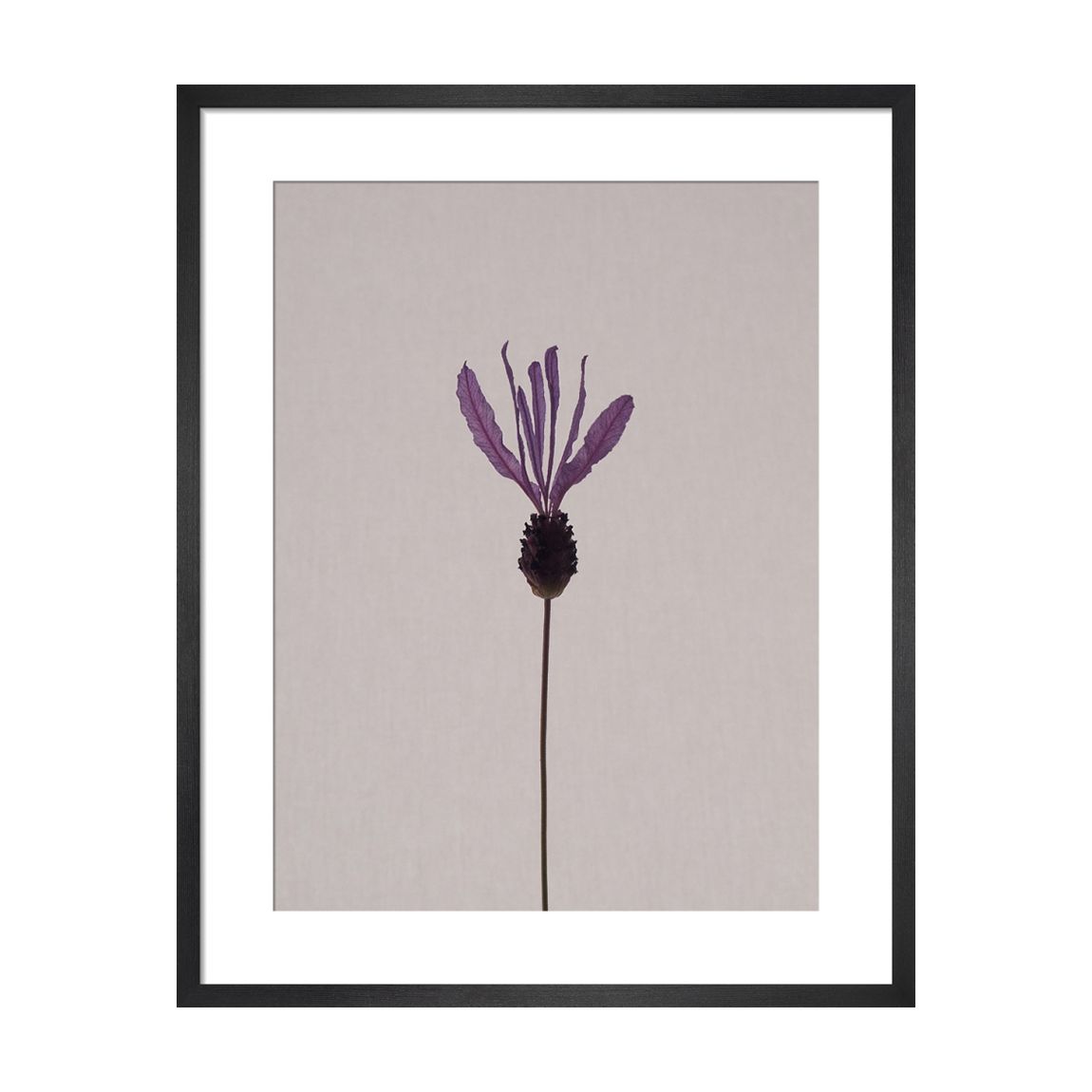 Lavender 36x28cm Framed Print main product photo