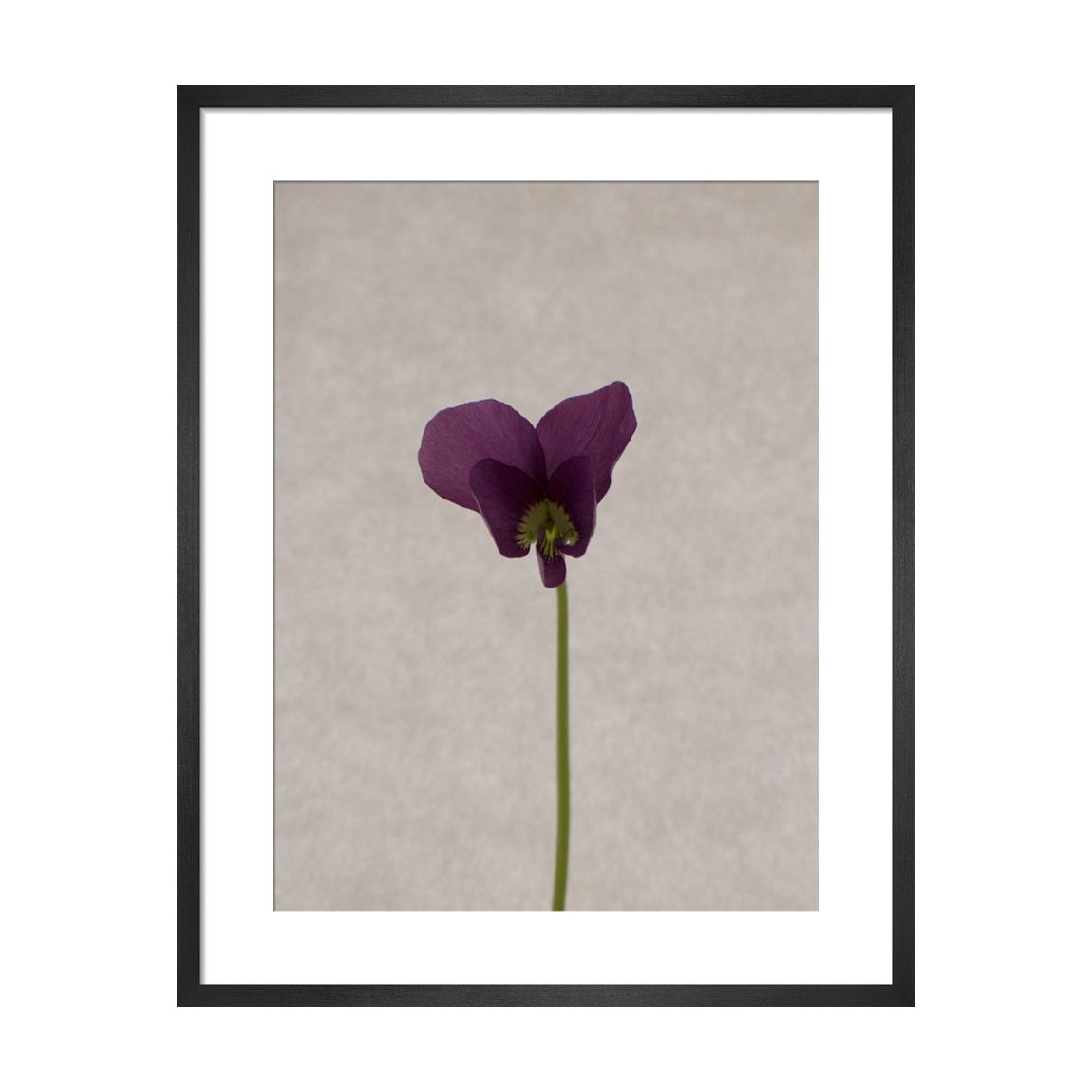 Viola 36x28cm Framed Print main product photo