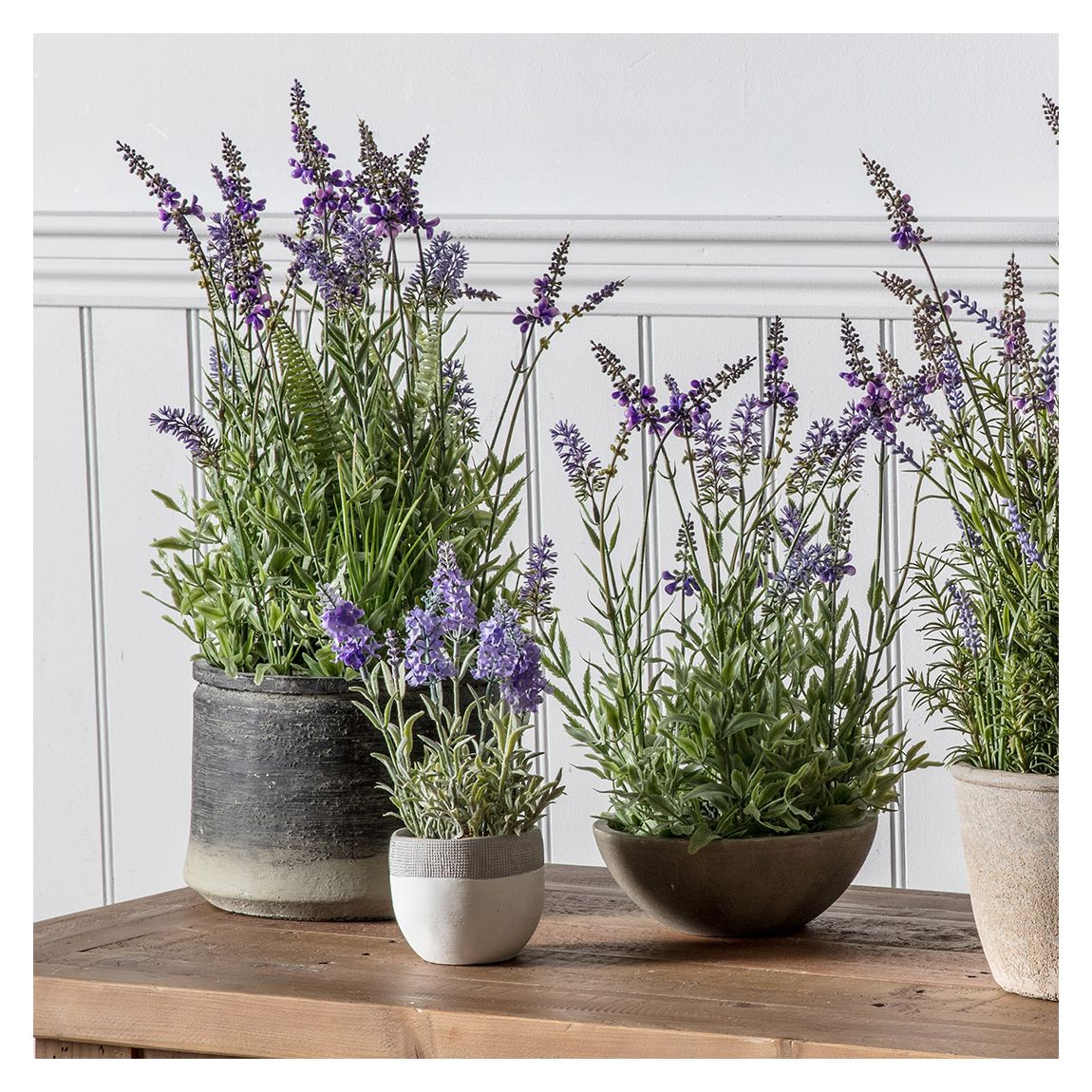 Lavender in Charcoal Grey Pot main product photo