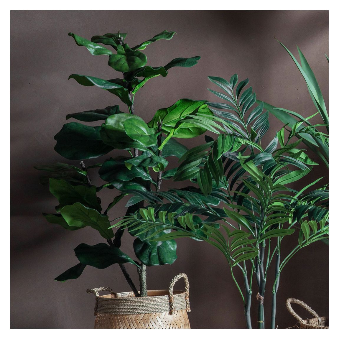 Fiddle Tree w/39 Leaves 580x580x1200mm main product photo