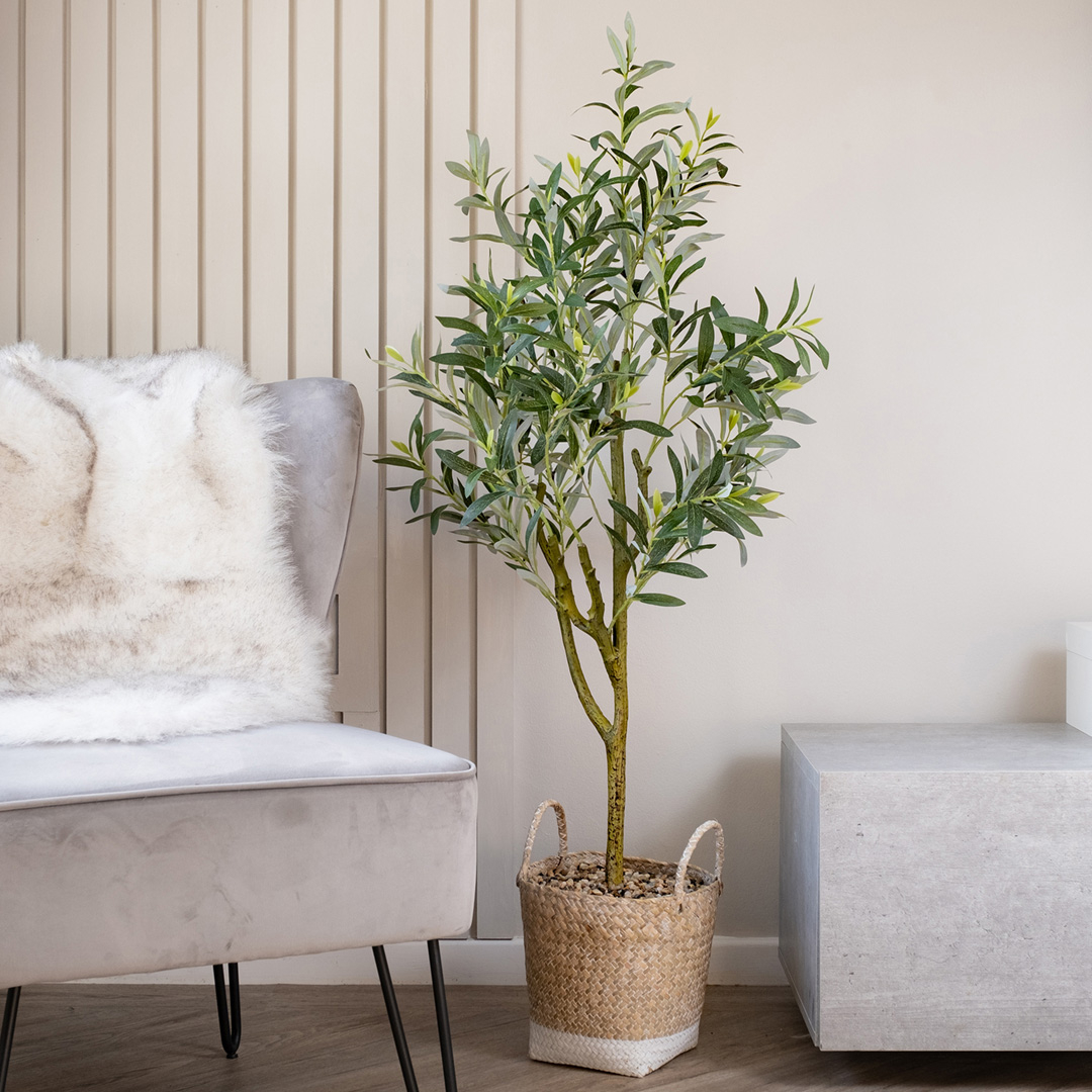 Scottish Everlastings     Olive Tree In Basket 120Cm in Size 120cm, BrandAlley